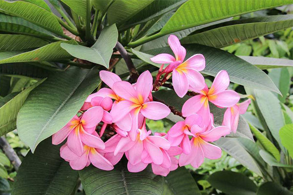 花灌木害虫防治3.jpg