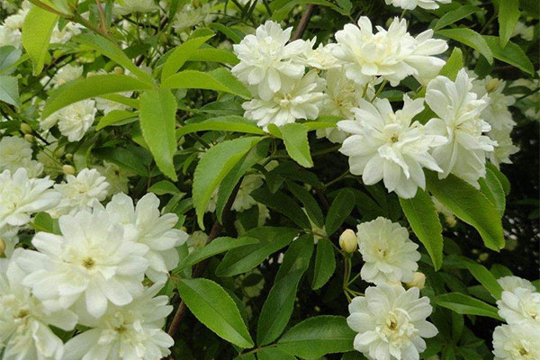 木香花7.jpg