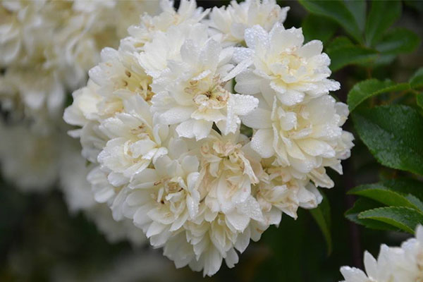 木香花2.jpg