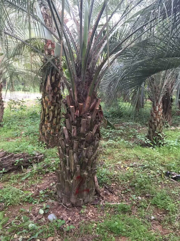 布迪椰子苗