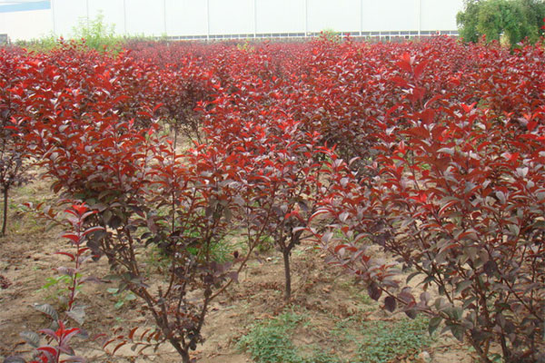 紫叶矮樱2.jpg