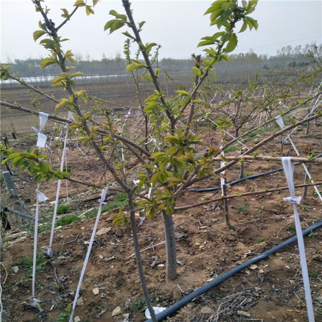 布鲁克斯樱桃苗 布鲁克斯樱桃苗