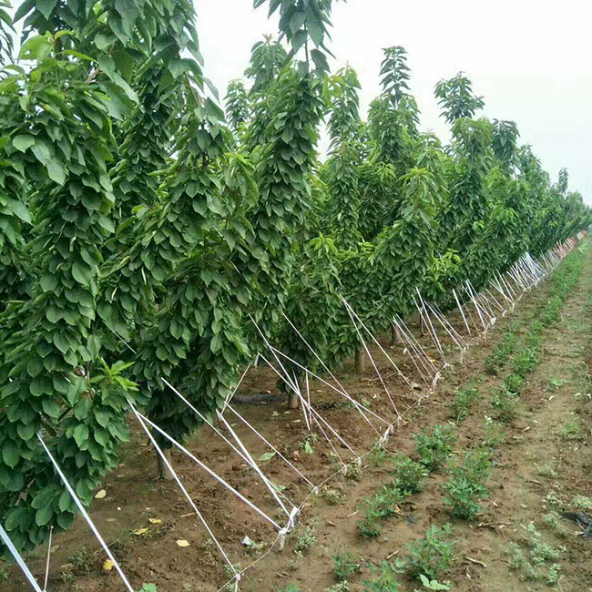 布鲁克斯樱桃苗 布鲁克斯樱桃苗