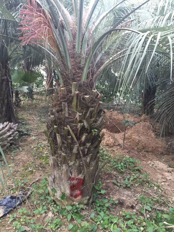 布迪椰子基地实拍
