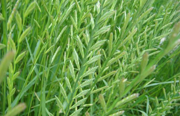 黑麦草6.jpg