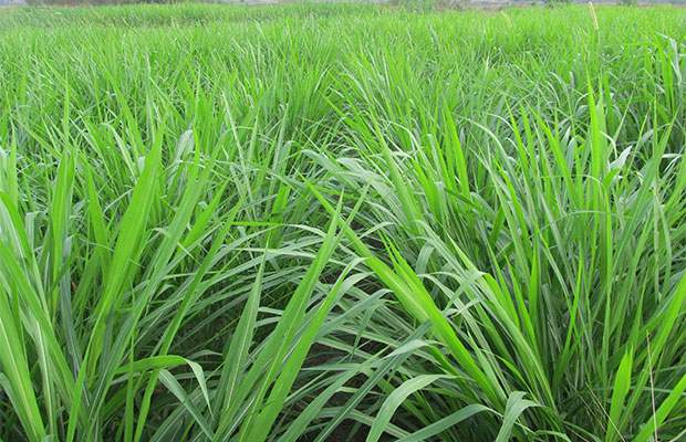 黑麦草5.jpg