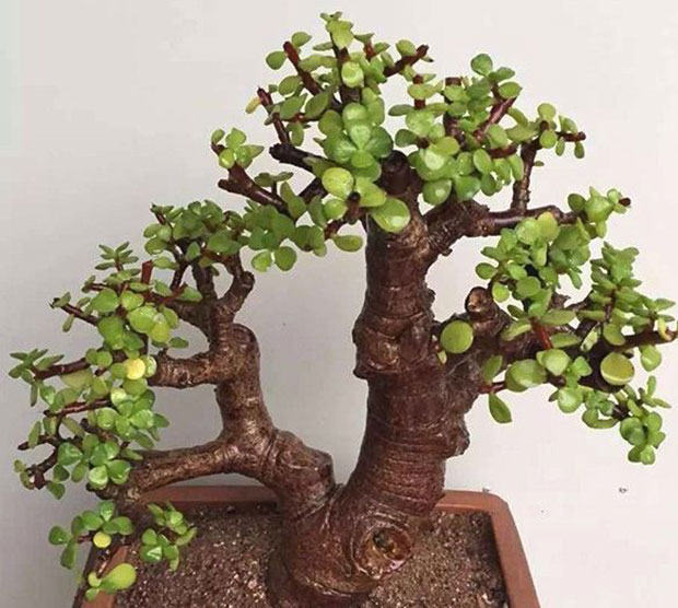 植物冬剪.jpg
