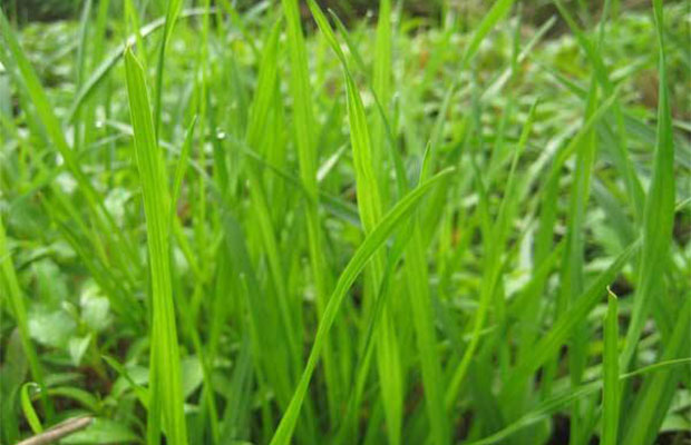 黑麦草1`3.jpg