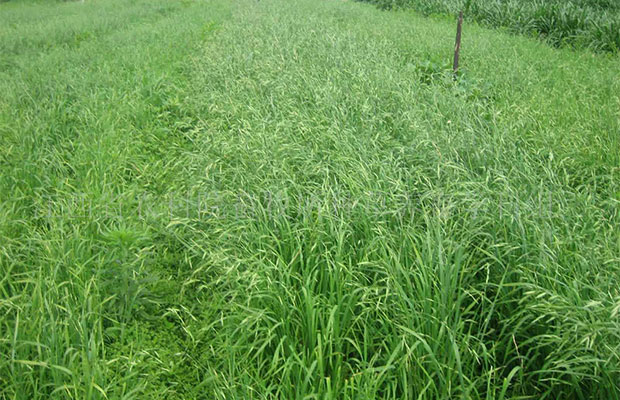 黑麦草2.jpg