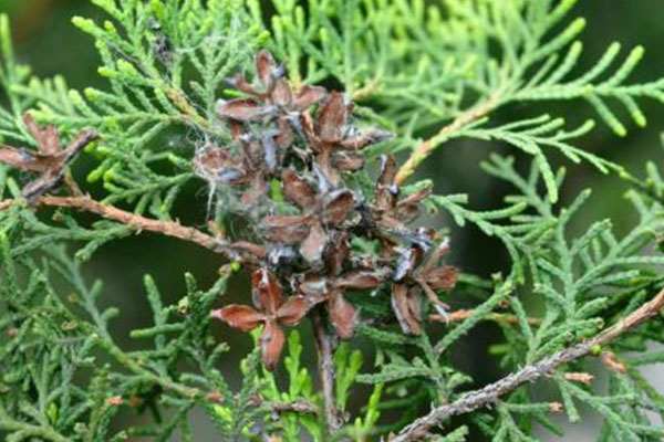 介绍千头柏的种植技术