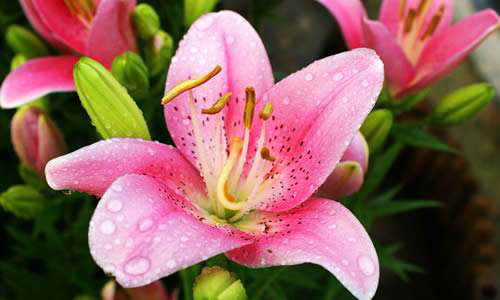 百合花.jpg