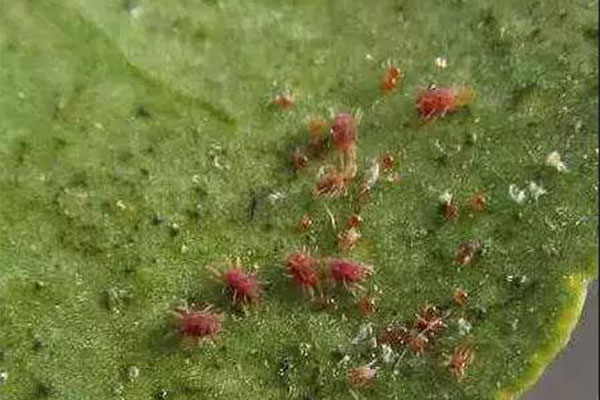 植物病虫害防治3.jpg