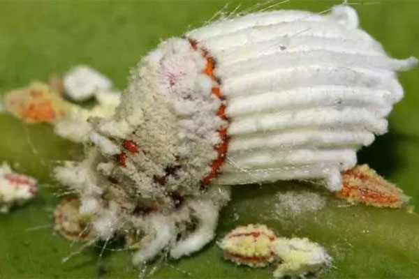 植物病虫害防治4.jpg