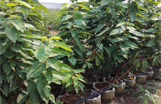 芝罘红樱桃 芝罘红樱桃