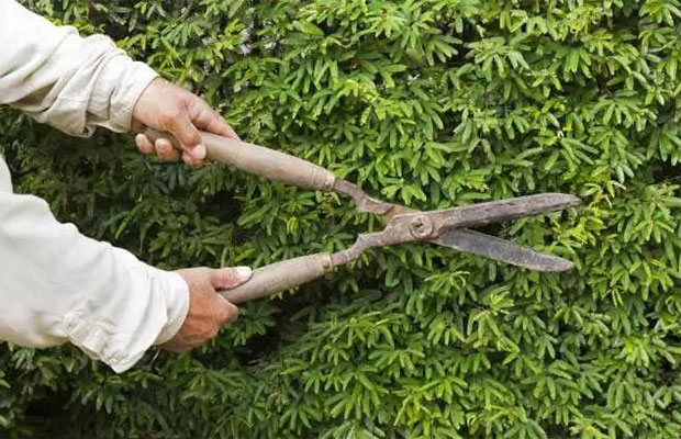 夏季，灌木如何修剪整形你都知道吗？.jpg