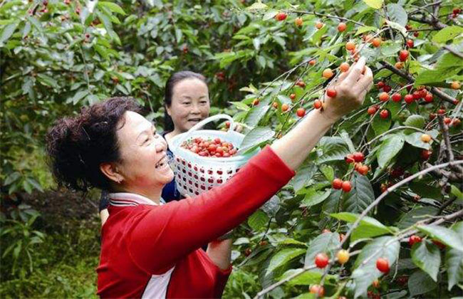 玛瑙红樱桃苗 玛瑙红樱桃苗