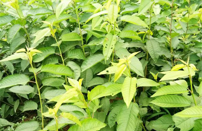 芝罘红樱桃 芝罘红樱桃