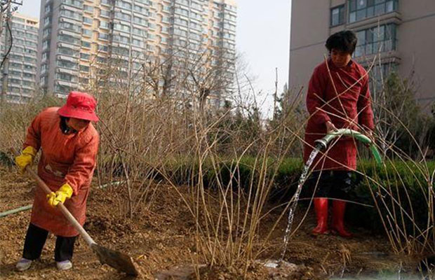 给苗木浇水你会吗？每一种方法都不同