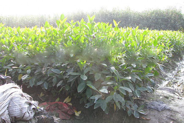 栀子花牙签苗.jpg