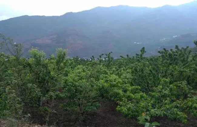 崂山大樱桃苗