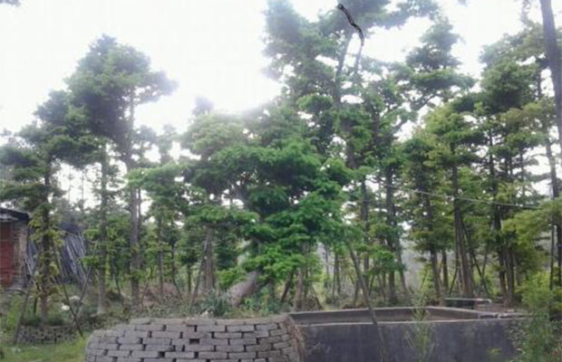 大规格苗木.jpg