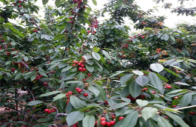 秦樱1号樱桃苗 秦樱1号樱桃苗