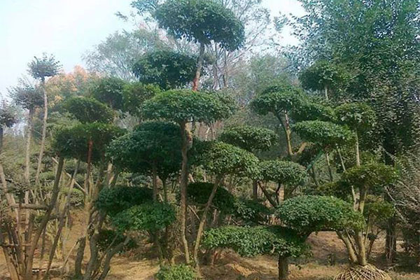 苗木造型技术9.jpg