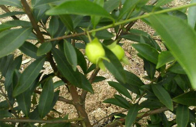 黑玫瑰樱桃苗