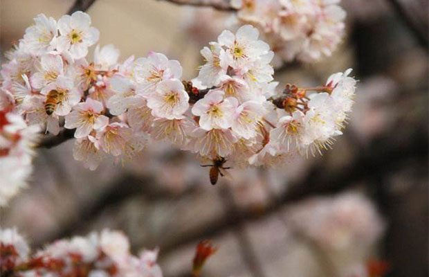 樱桃花5.jpg