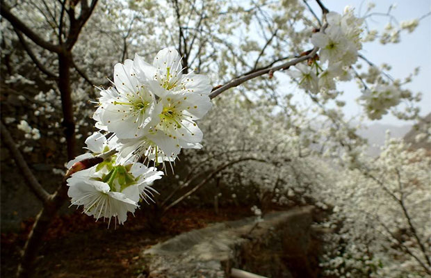 樱桃花4.jpg