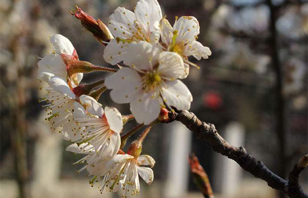 樱桃花3.jpg