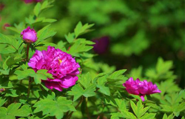 芍药13.jpg