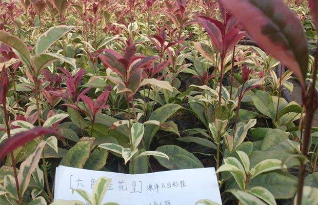 银边彩叶桂.jpg