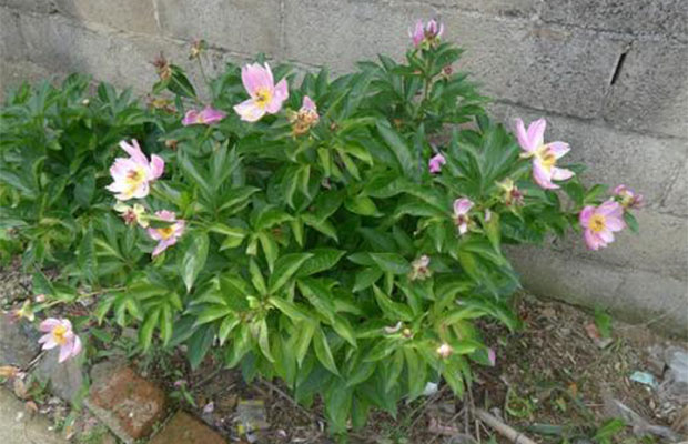 芍药8.jpg