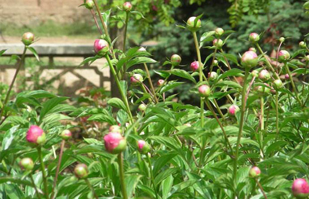 芍药7.jpg