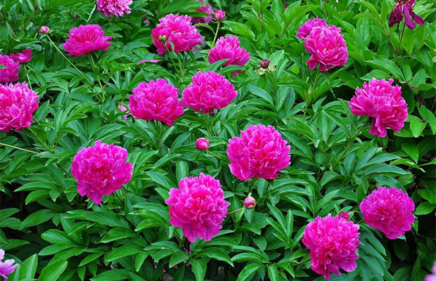 芍药5.jpg