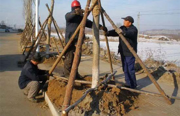 新种植的苗木为什么没活？春季移栽苗也要注意