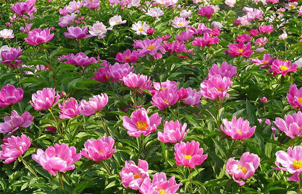 芍药4.jpg