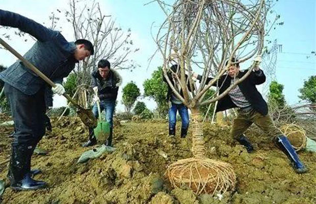 新种植的苗木2.jpg