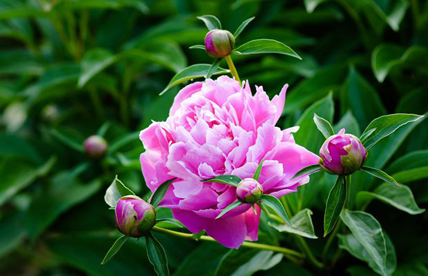 芍药3.jpg