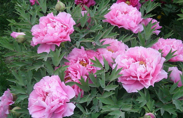 芍药.jpg