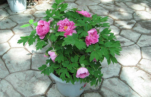 芍药16.jpg
