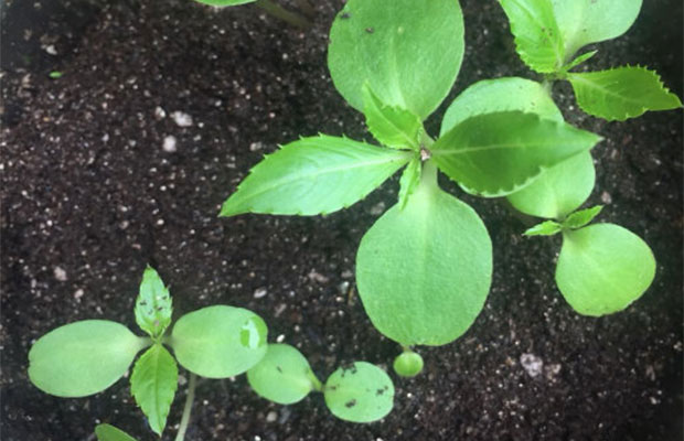 凤仙花枯萎了还能救活吗？