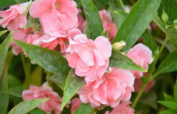 凤仙花13.jpg