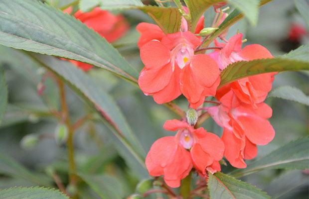 凤仙花5.jpg