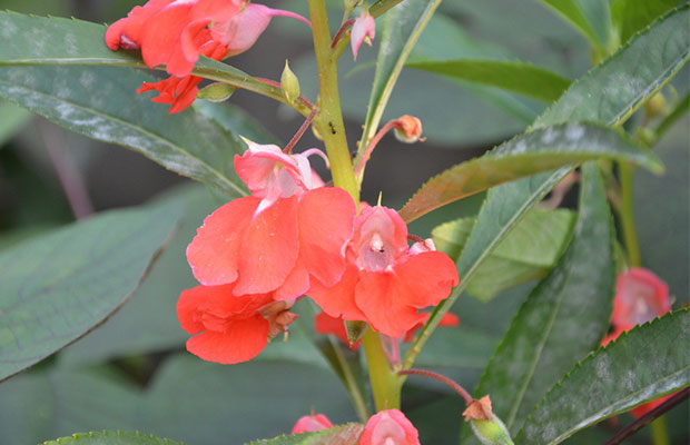 凤仙花3.jpg