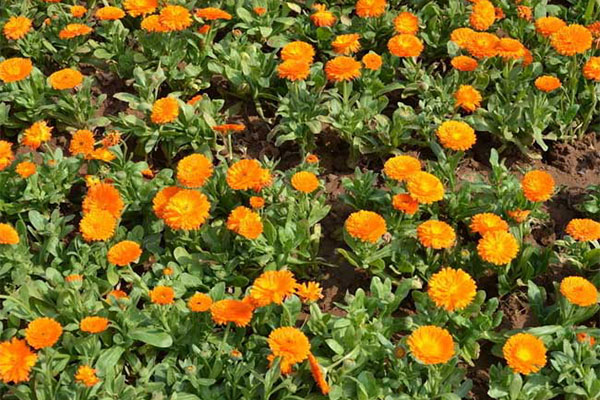 金盏菊19.jpg