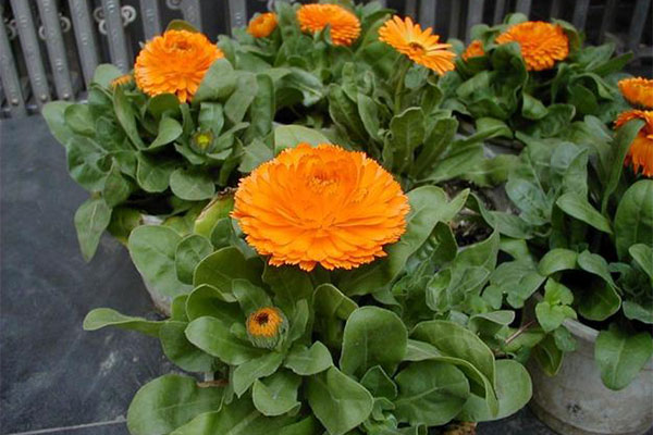 金盏菊17.jpg