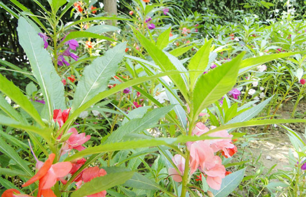 凤仙花小苗23.jpg