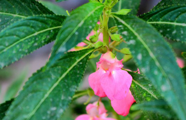 凤仙花小苗16.jpg